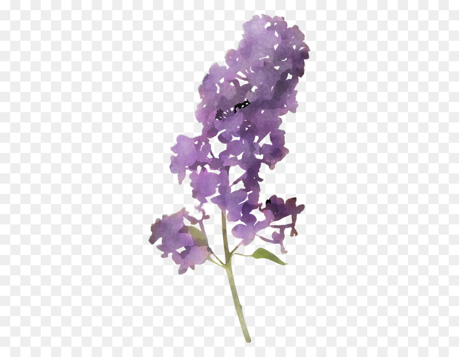 Flor，Morado PNG