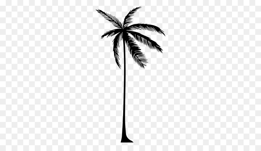 Palmera，Planta PNG