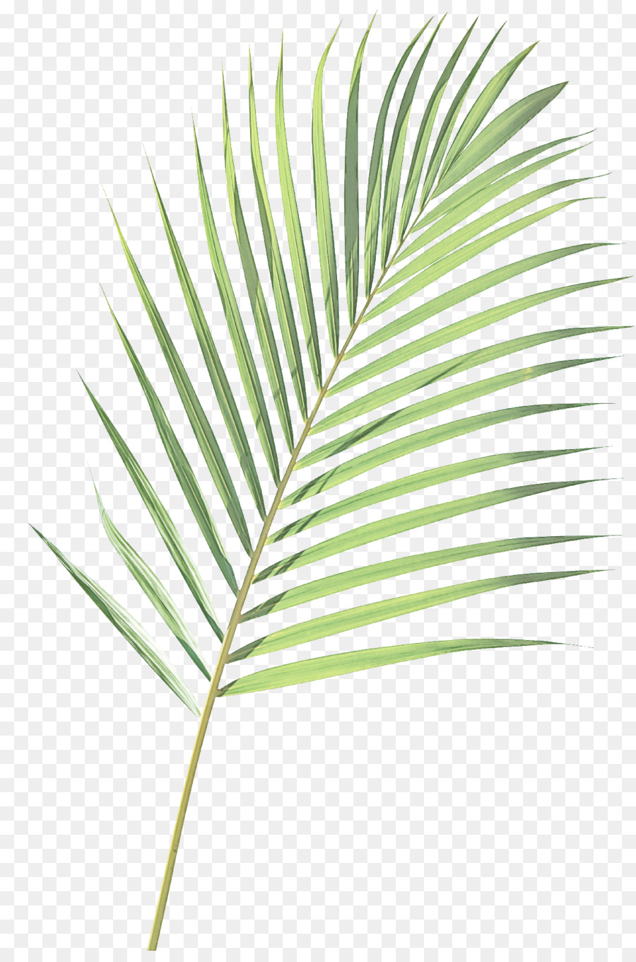 Hoja，Planta PNG