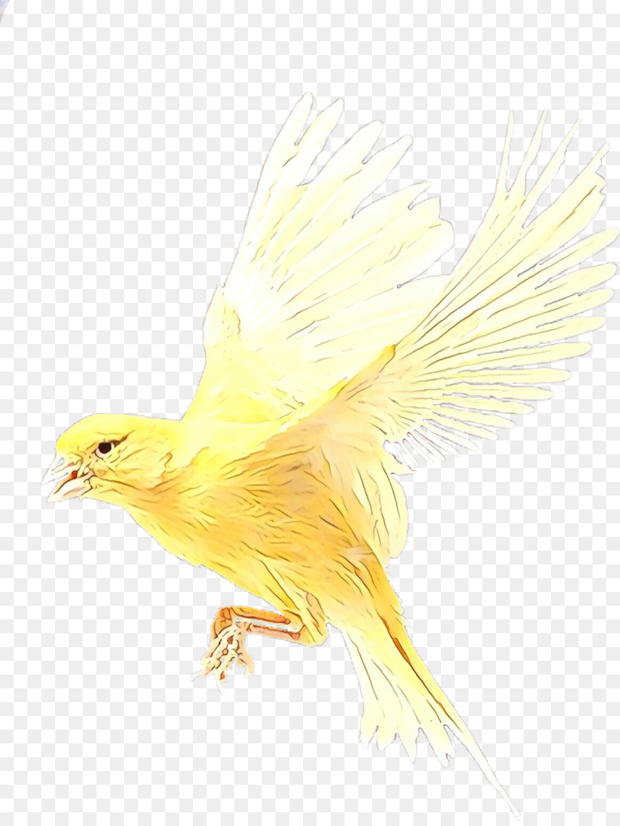 Aves，Amarillo PNG