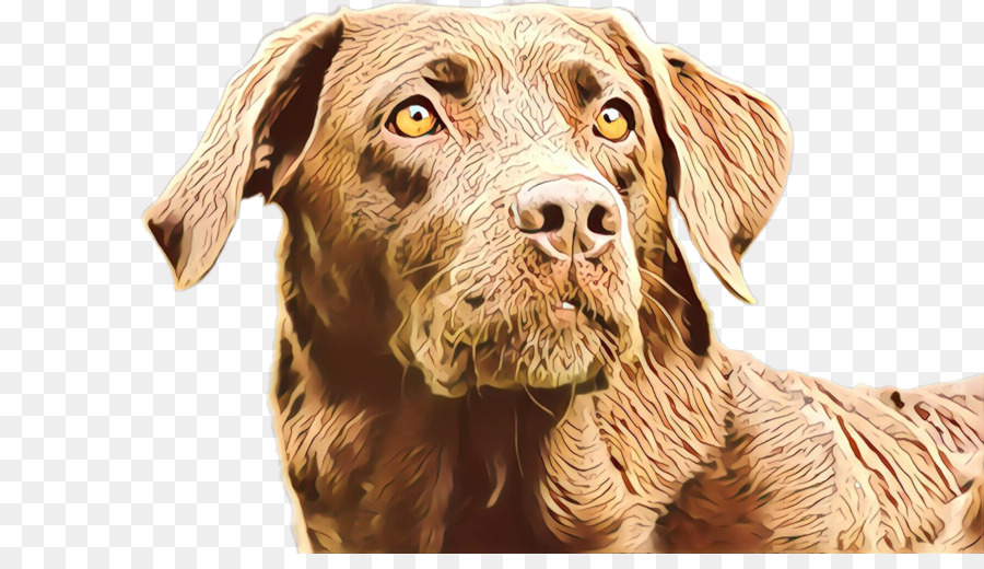 Perro，Blanco PNG