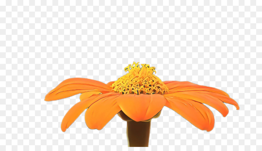 Naranja，Flor PNG