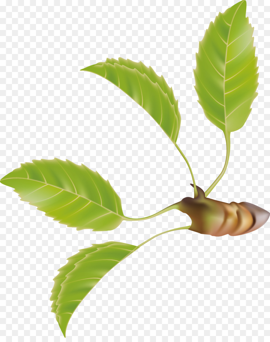 Hoja，Flor PNG