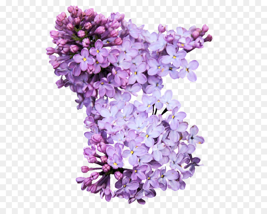 Flores Lilas，Florecer PNG