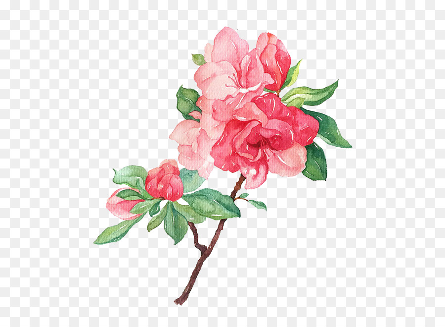 Flor，Rosa PNG