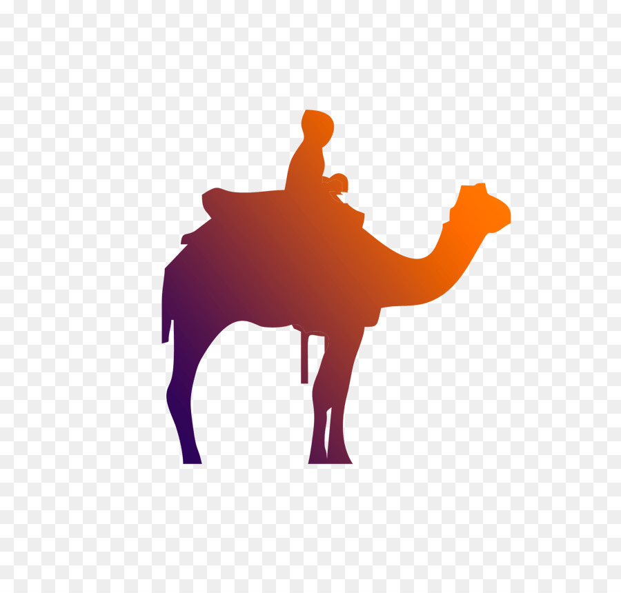 Camello，De Los Camélidos PNG