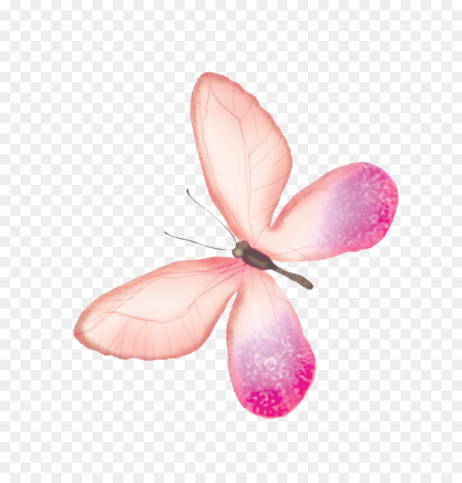 Mariposa，Rosa PNG