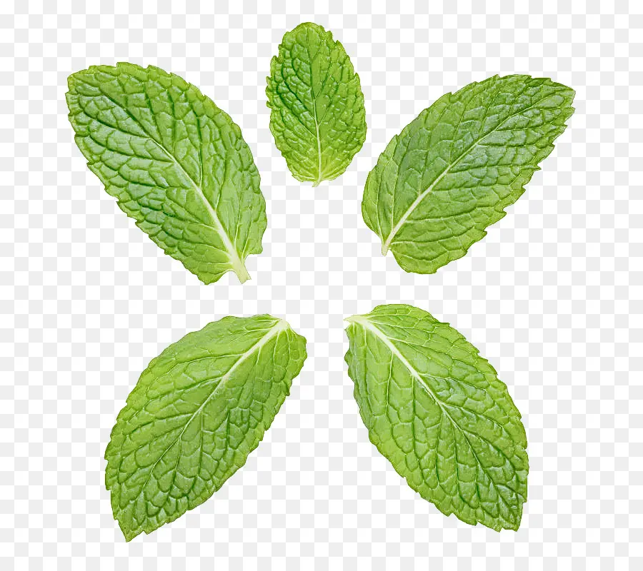 Hoja，Planta PNG