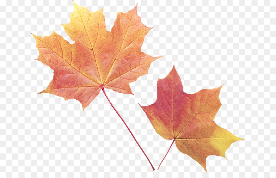 Hojas De Otoño，Caer PNG