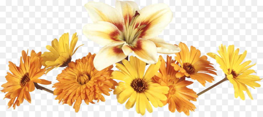 Girasoles，Amarillo PNG