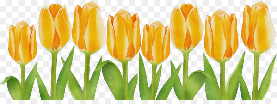 Tulip，Flor PNG