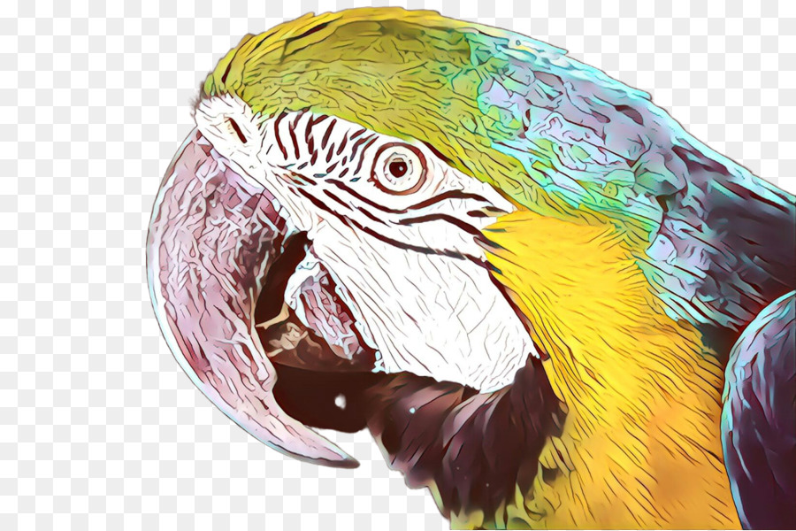 Loro Colorido，Pájaro PNG