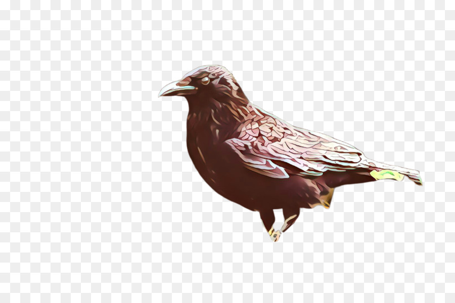 Aves，Pico PNG