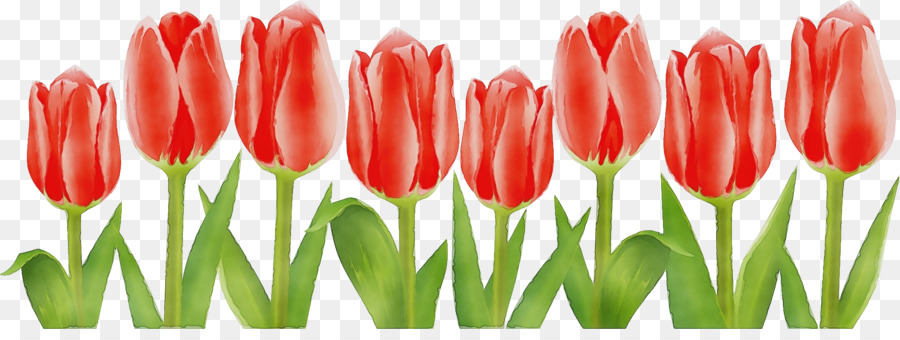 Flor，Tulip PNG