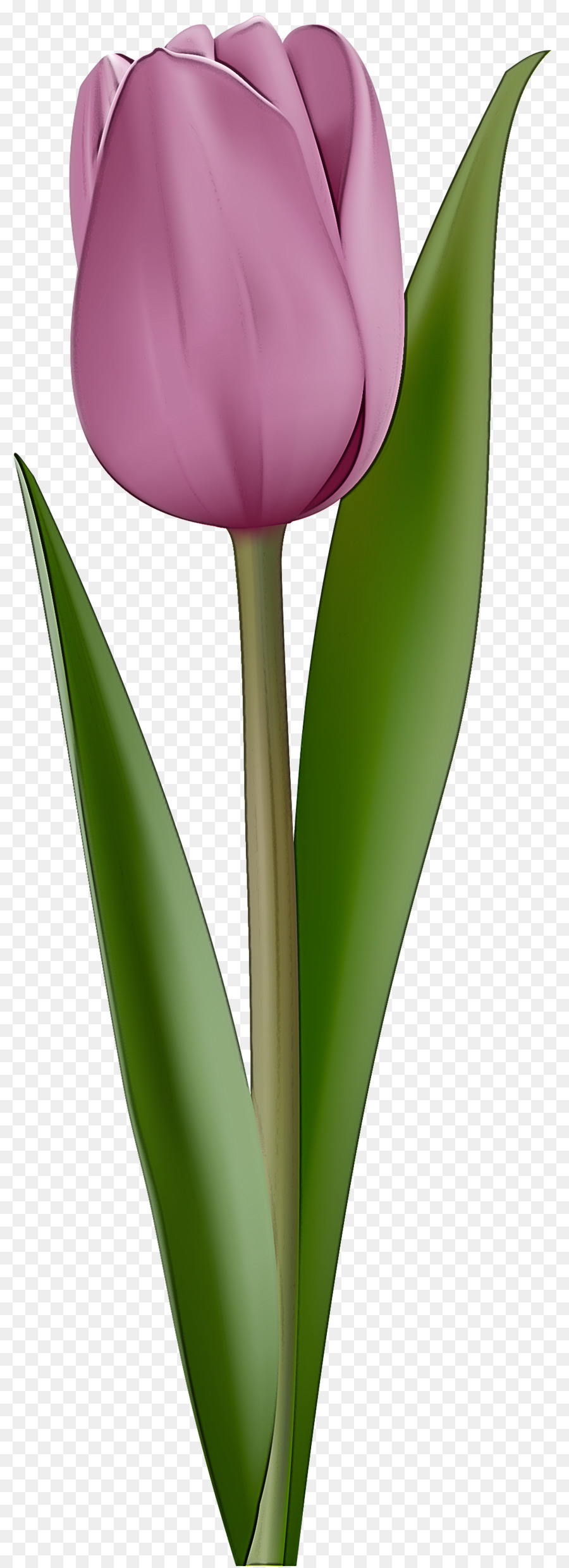 Tulipanes Morados，Ramo PNG