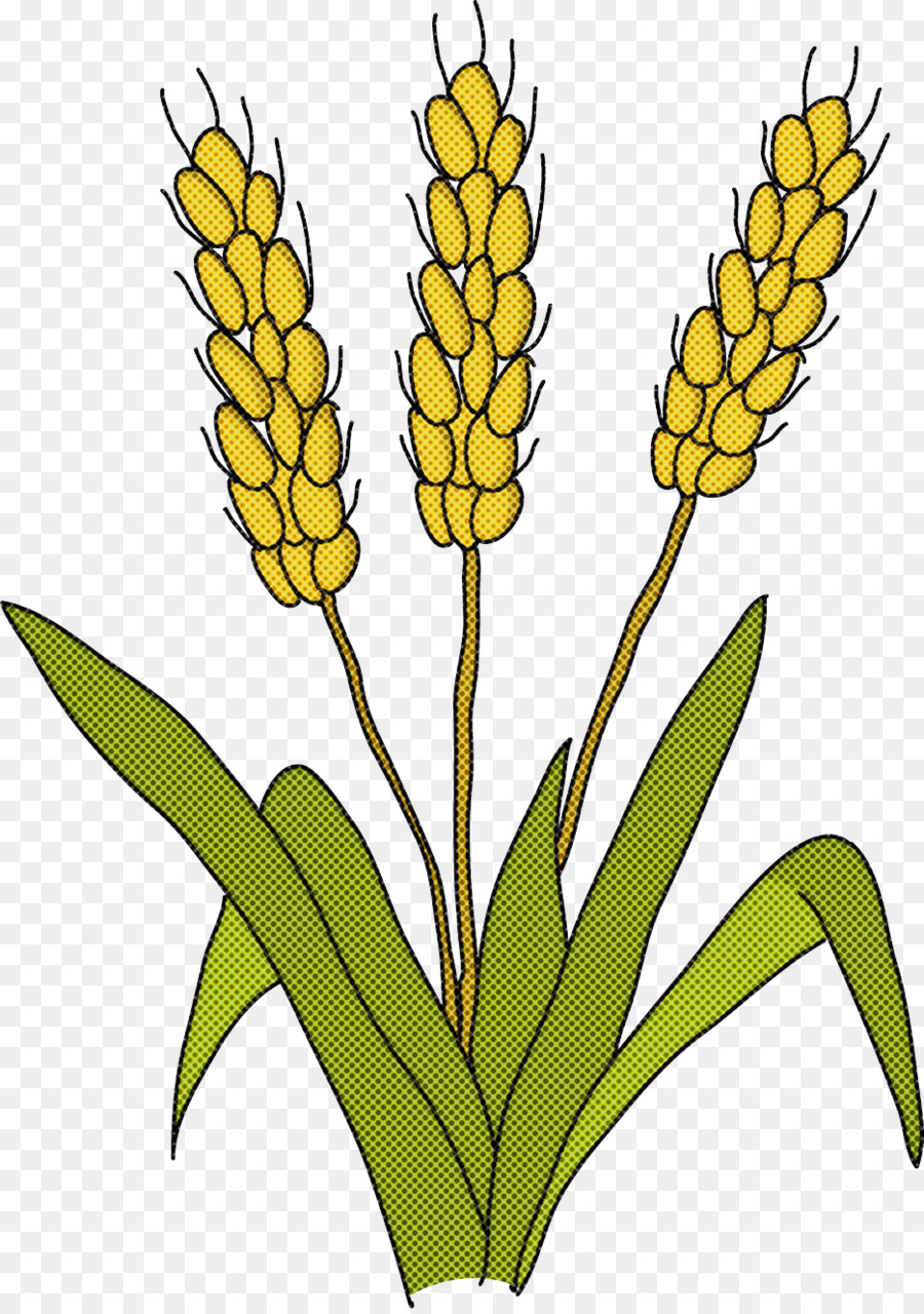 Planta De Arroz，Grano PNG