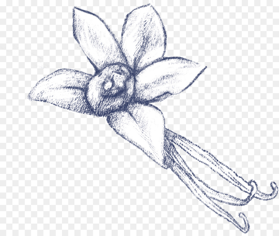 Dibujo，Planta PNG