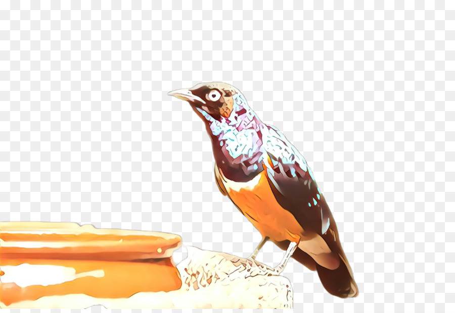 Aves，Pico PNG