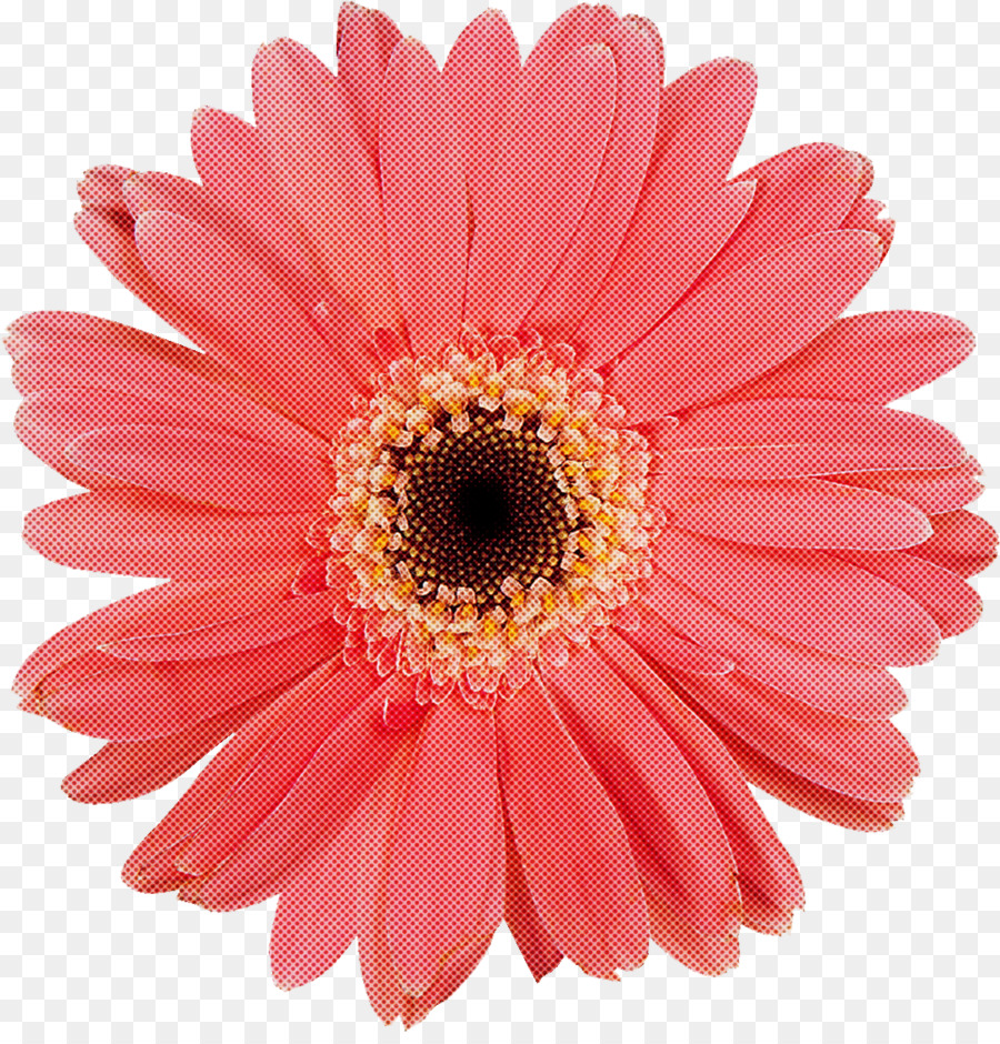 Flor，Barberton Daisy PNG