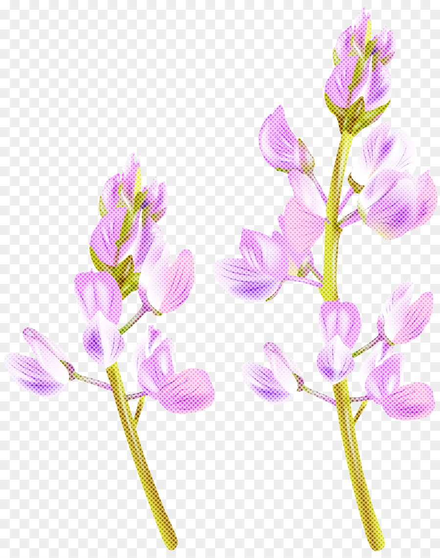 Flor，Planta PNG