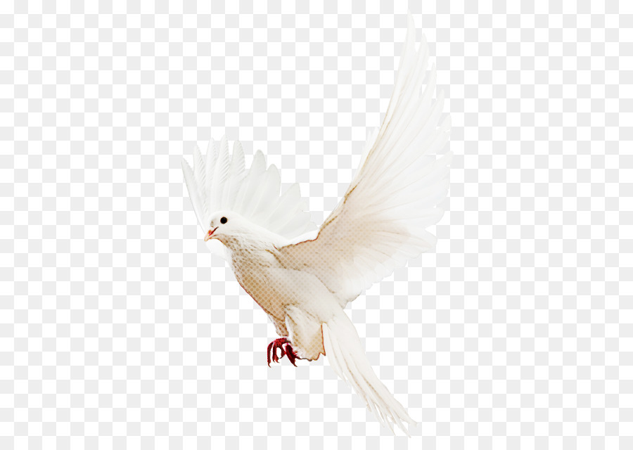 Blanco，Aves PNG