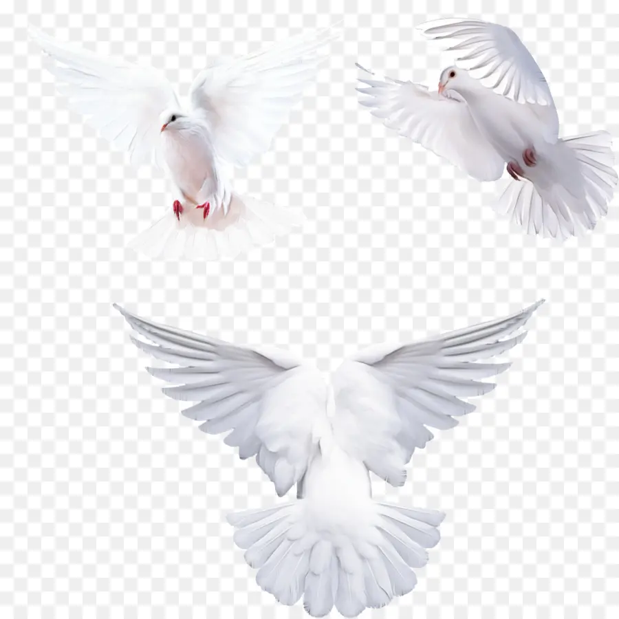 Blanco，Las Palomas Y Las Palomas PNG