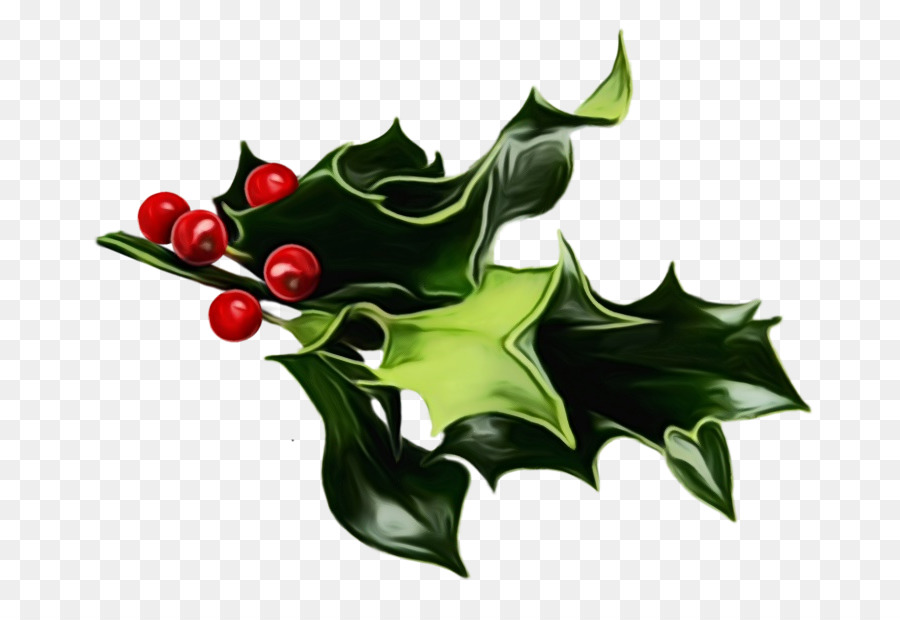 Acebo，Estadounidense Holly PNG