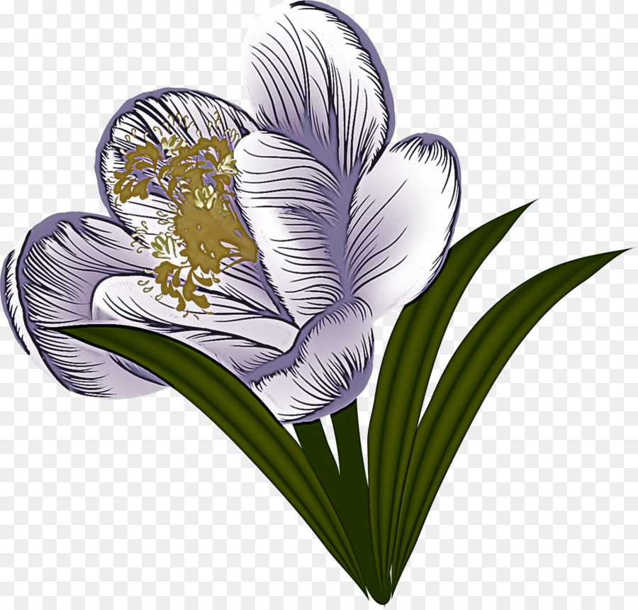 Flor，Planta PNG