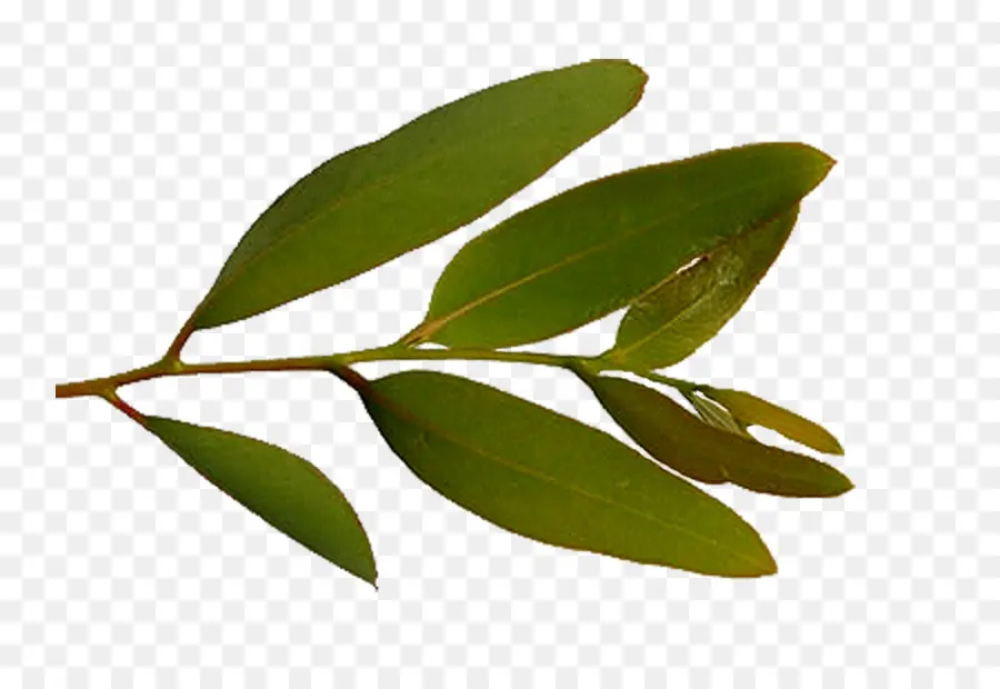 Hoja，Planta PNG