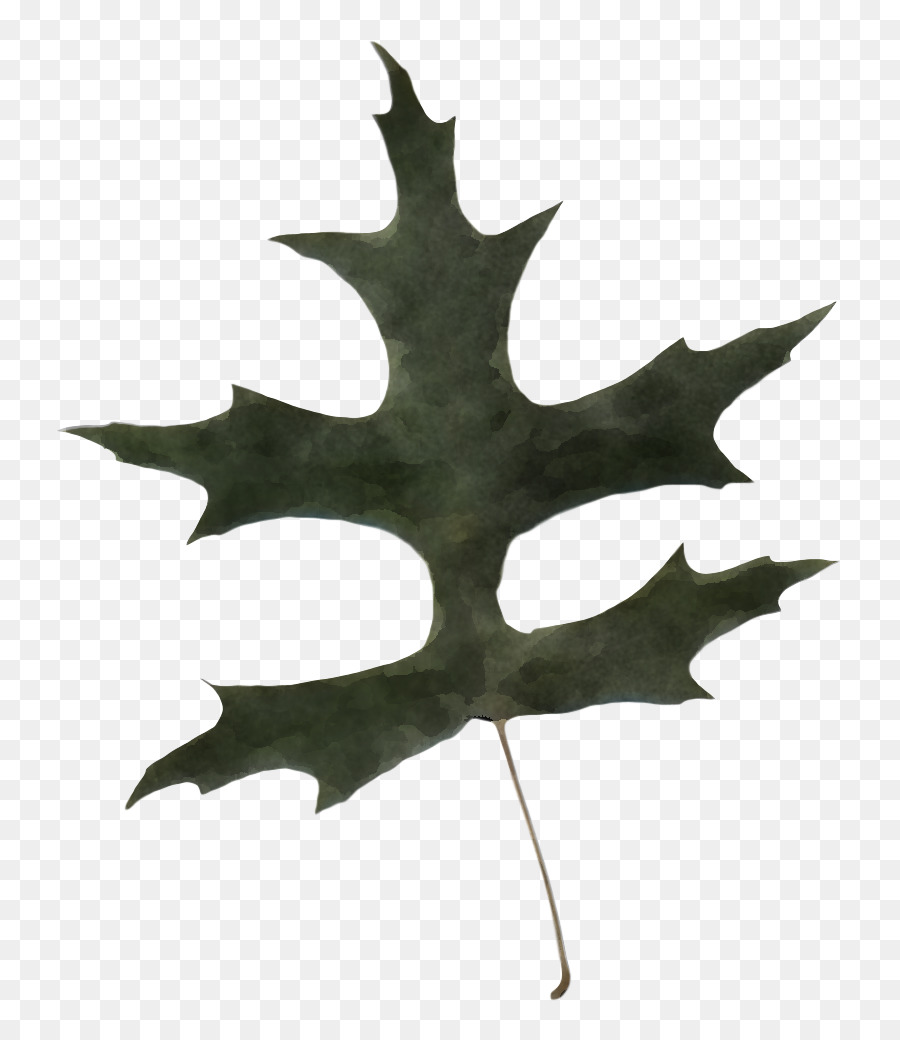 Hoja，Planta PNG