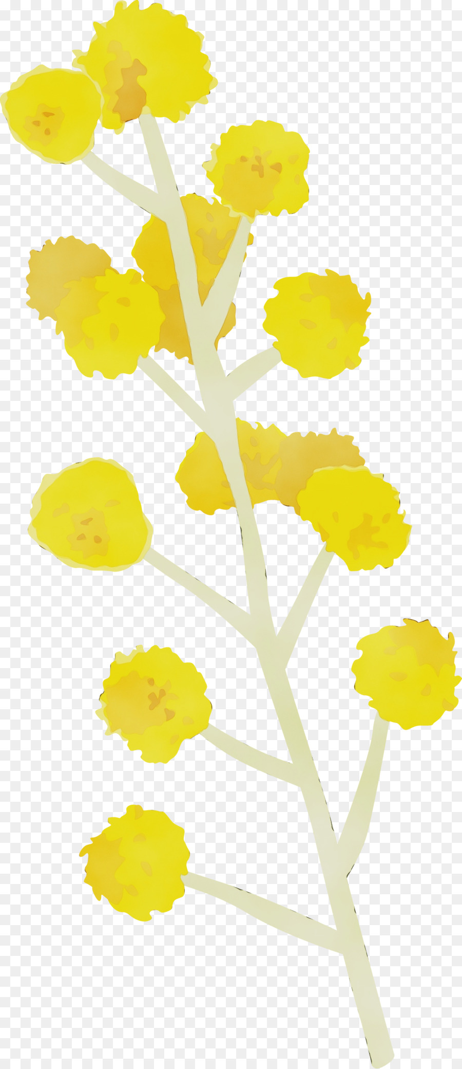 Amarillo，Flor PNG