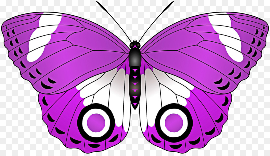 Las Polillas Y Las Mariposas，Mariposa PNG