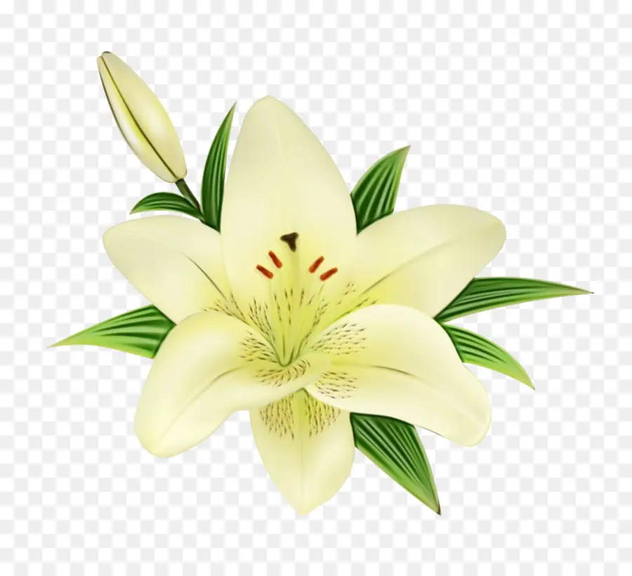 Flor，Lily PNG