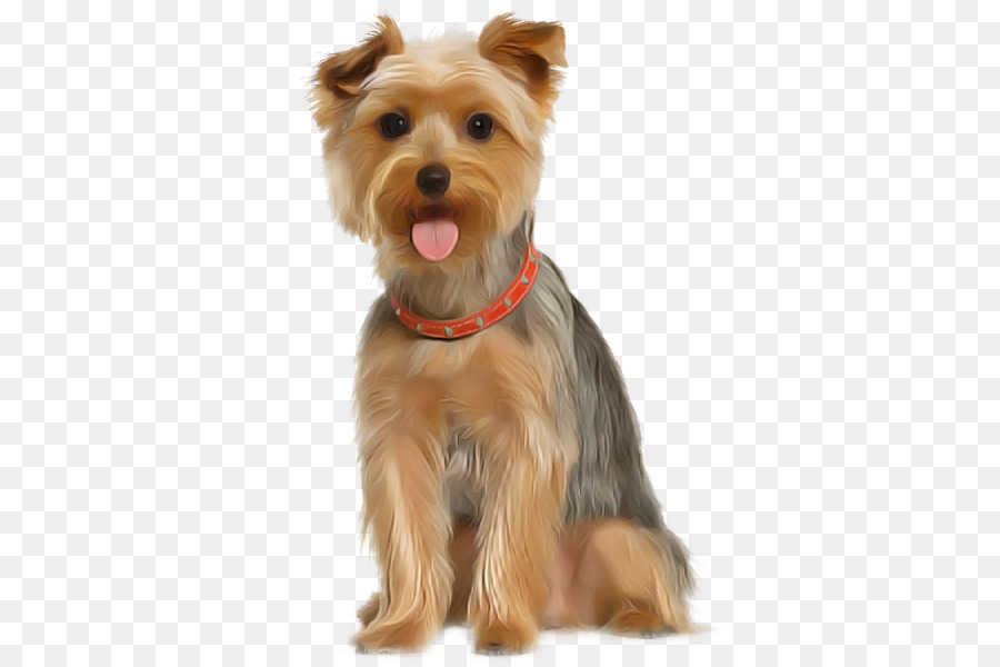 Perro，Yorkshire Terrier PNG