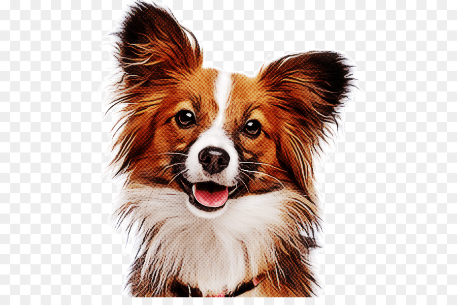 Perro，Papillon PNG