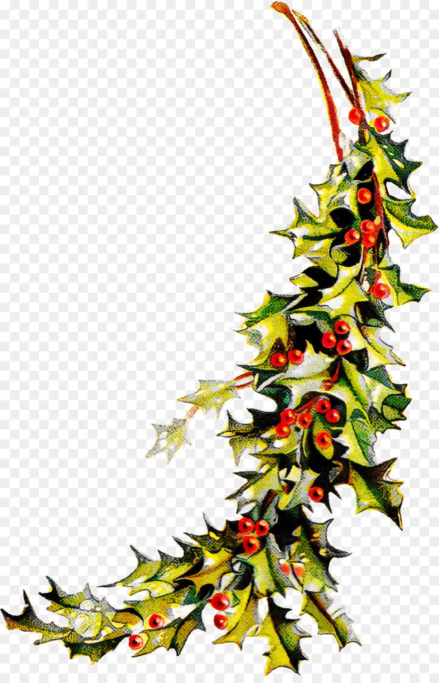 Hojas Y Bayas De Acebo，Navidad PNG