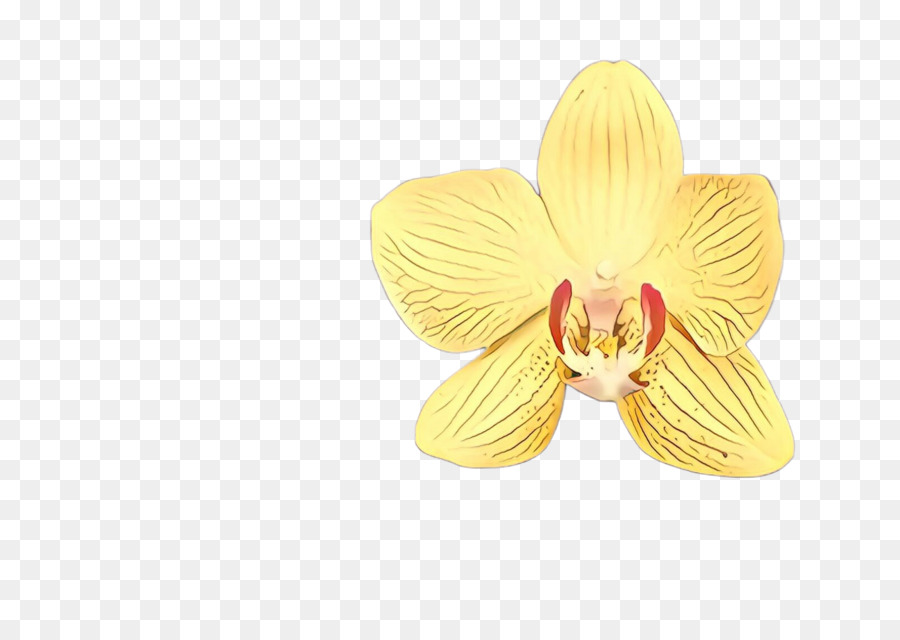 Flores De Orquídeas，Orquídea PNG