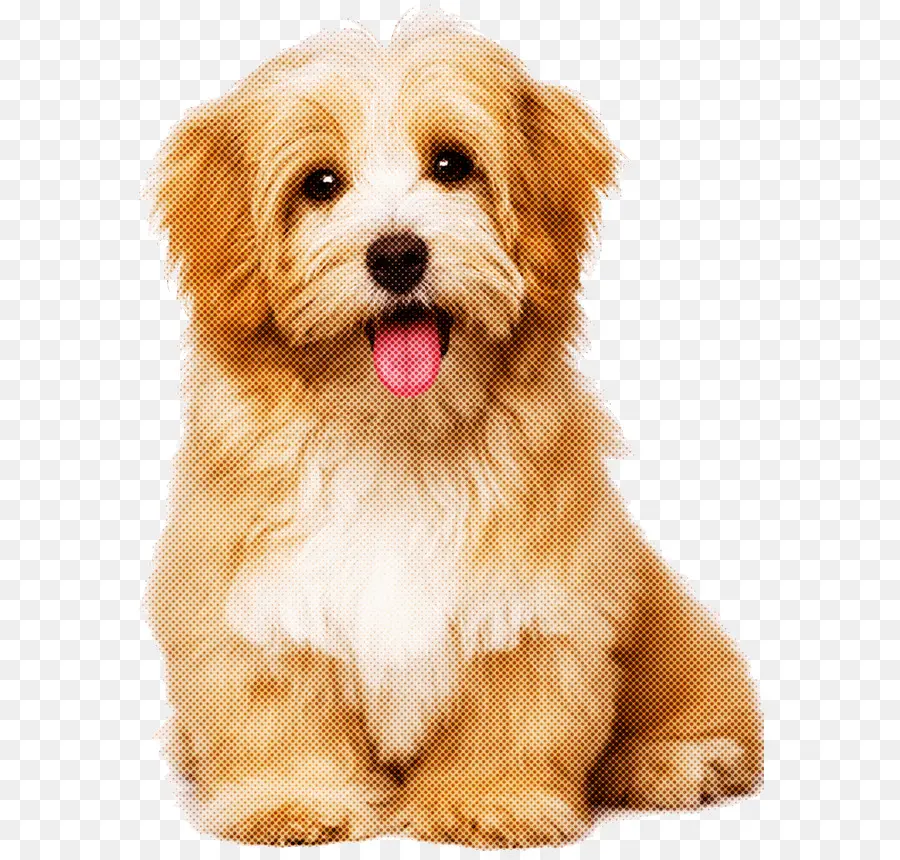 Perro，Cachorro PNG