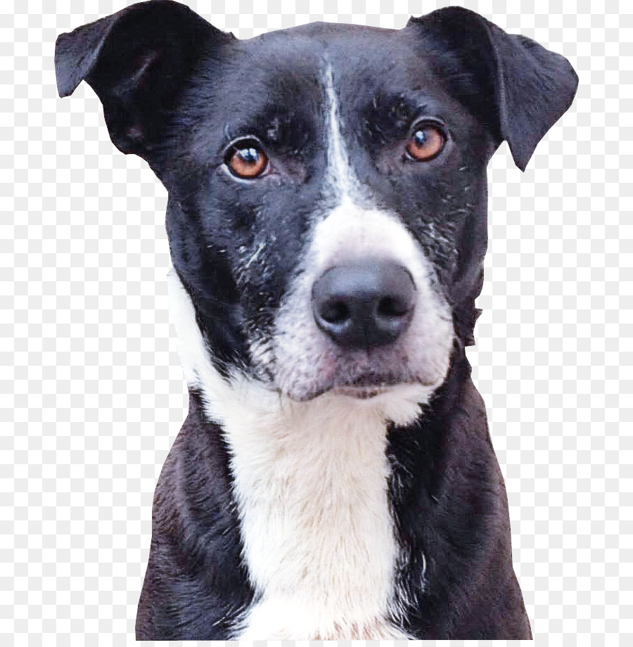 Perro，Border Collie PNG