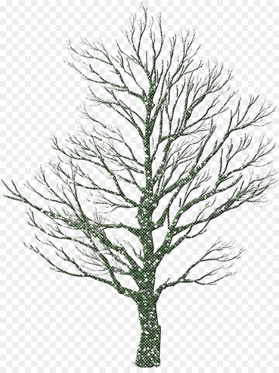 Árbol，Pino Blanco PNG