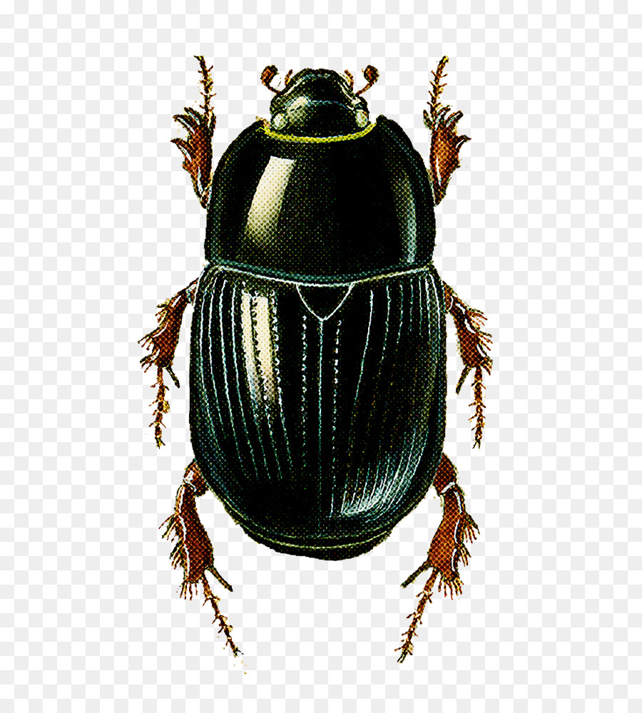 Los Insectos，Escarabajo PNG