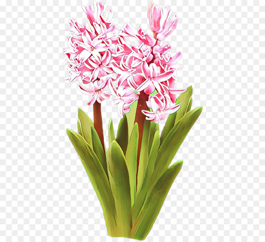 Flor，Planta PNG