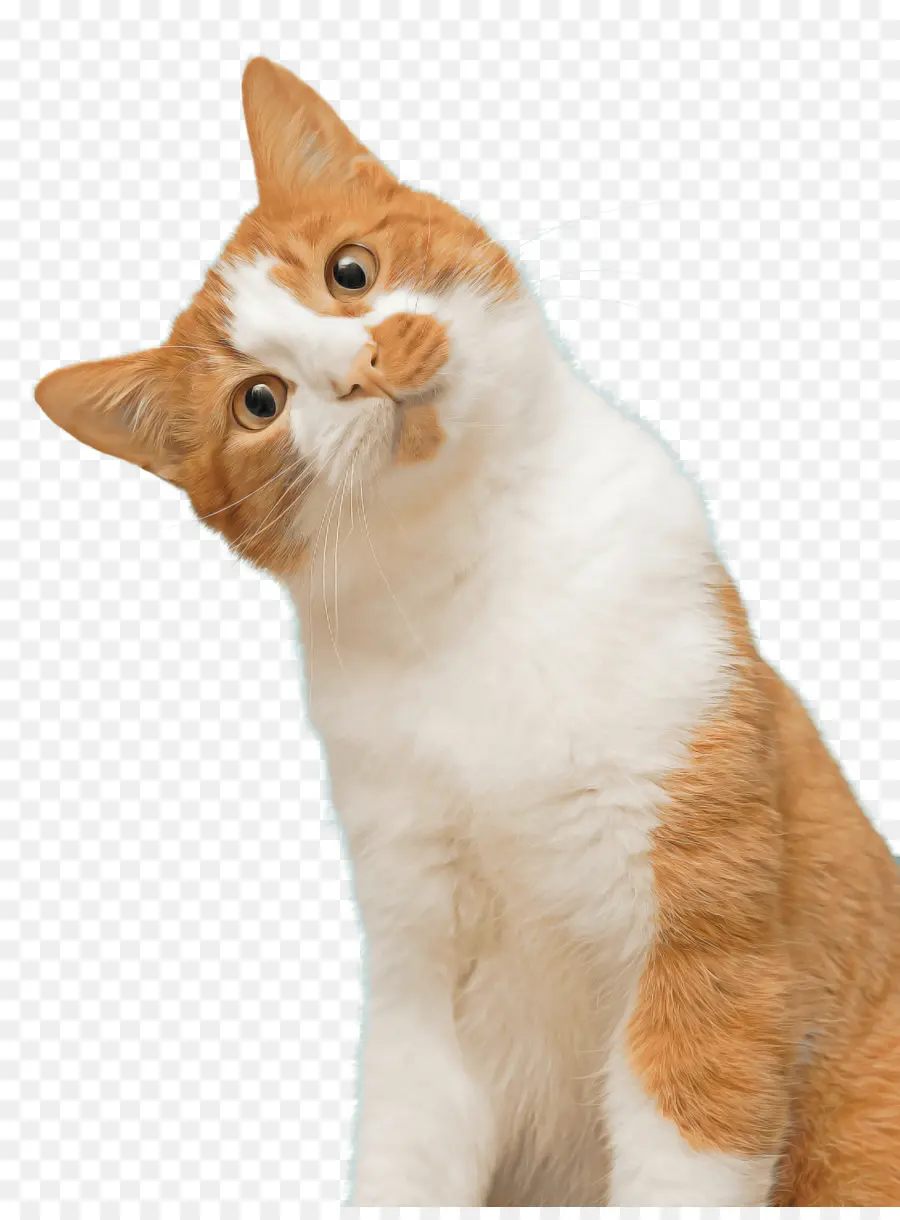 Gato，De Pequeñas A Medianas Gatos PNG