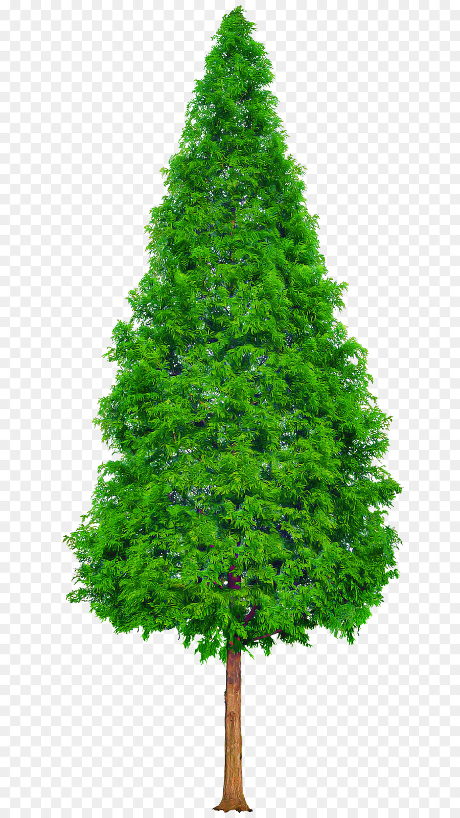 árbol Verde，Naturaleza PNG