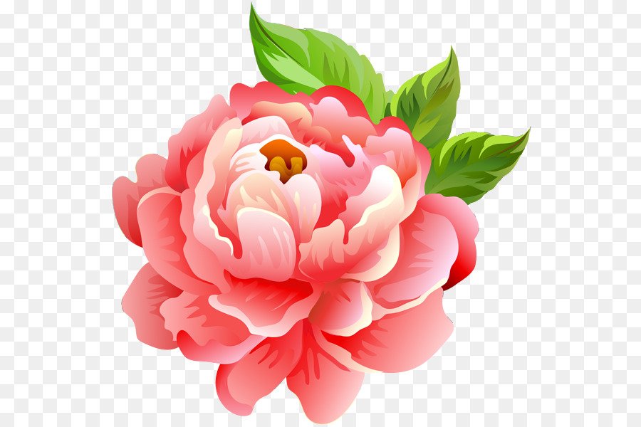 Flor，Rosa PNG