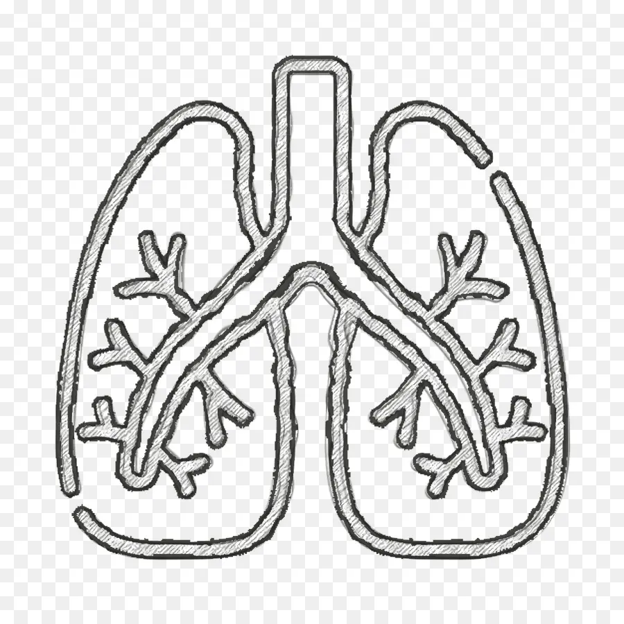 Pulmones，Respiratorio PNG