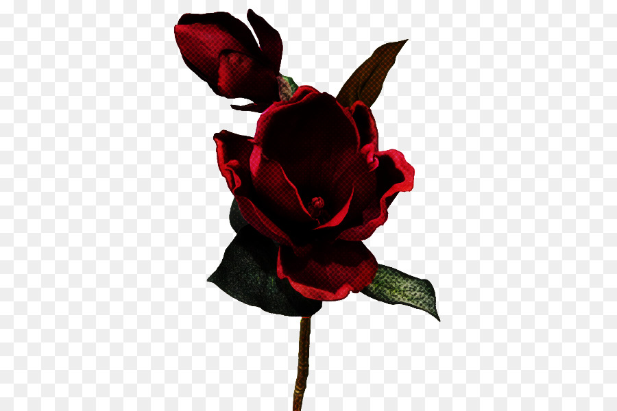 Rosa Roja，Florecer PNG