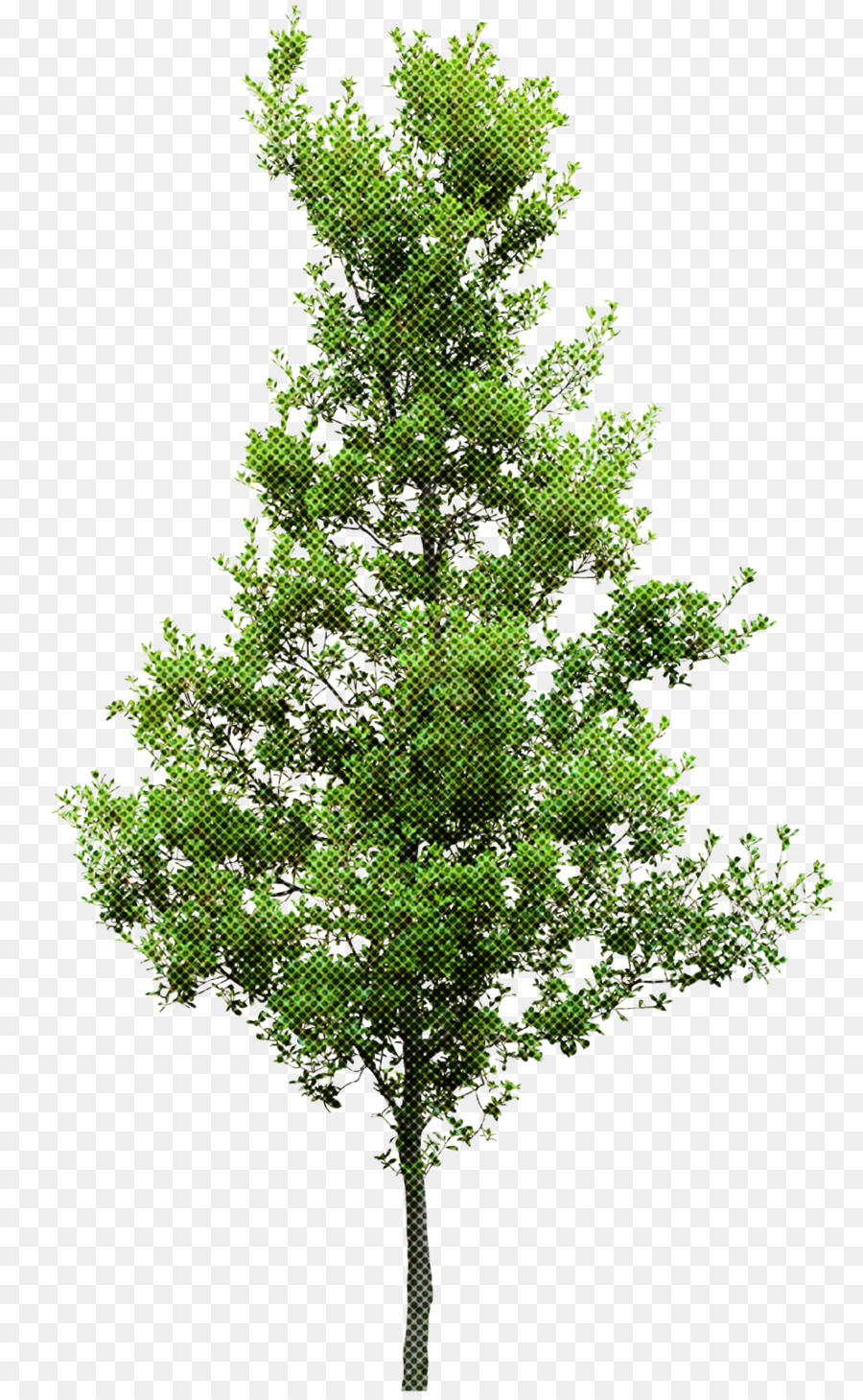 árbol En Maceta，Planta PNG