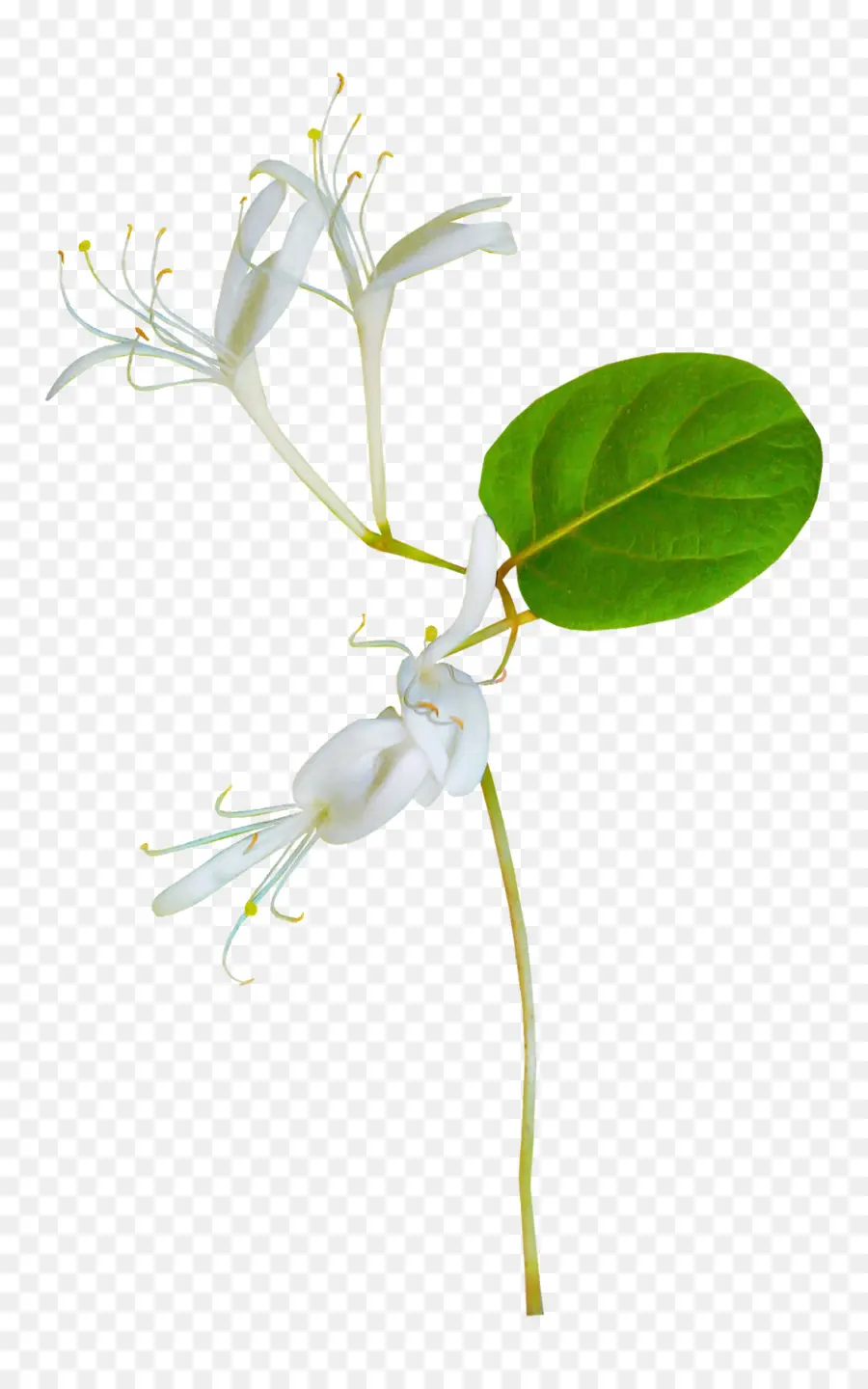 Flor，Planta PNG