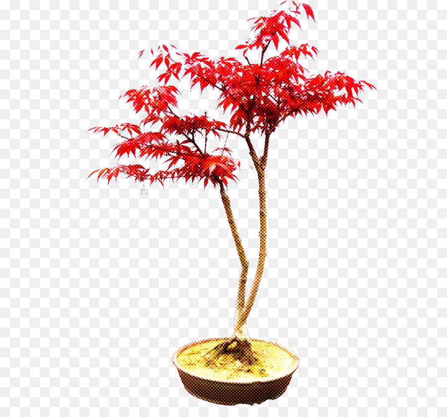 Árbol Bonsái Rojo，Planta En Maceta PNG